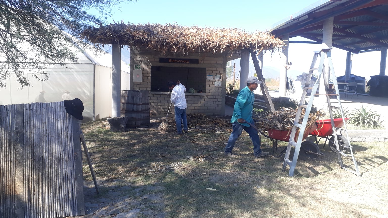 Histoire et tradition du mezcal